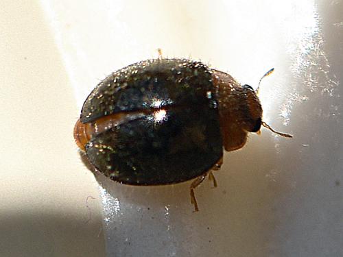 Rhyzobius lophanthae